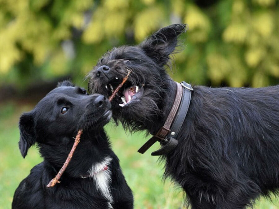 Imagem amizade-canina